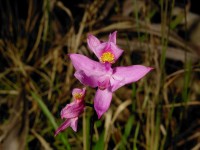 Calopogon barbatus