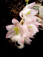 Clowesia rosea inflorescence