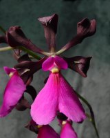 Encyclia cordigera