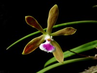 Encyclia tampensis