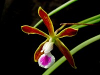 Encyclia tampensis