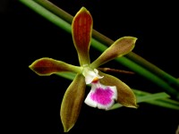 Encyclia tampensis