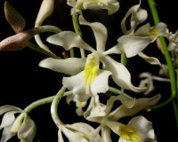 Epidendrum bracteolatum (collare)