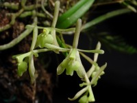 Epidendrum magnoliae (syn. Epi. conopseum)