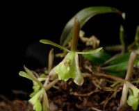 Epidendrum magnoliae (syn. Epi. conopseum)