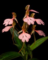 Habenaria rhodocheila (pink form - syn. Habenaria erichmichaelii)