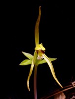 Isotria verticillata flower