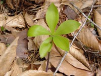 Isotria verticillata plant