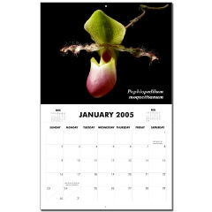 Species Orchids Calendar