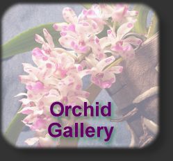 On to Prem's Modest Orchid Gallery